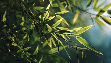 Sunlit Bamboo Leaves, Garden Close-up, Nature Background, Peaceful Scene