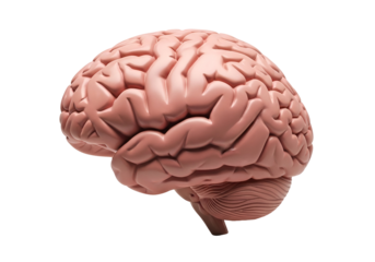 A detailed anatomical depiction of a human brain, presented in a light pinkish-tan hue against a black background.