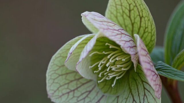 Blooming hellebore showcases unique beauty in a serene garden setting during spring