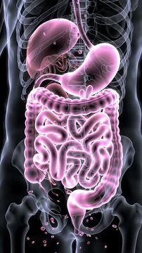 Detailed Luminous Pink Human Digestive System Visualization Featuring Intestines, Stomach and Liver, Ideal for Medical Presentation and Health Awareness With Translucent Skeletal Frame