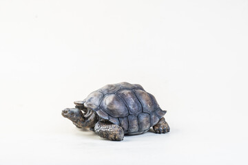 Galapagos giant tortoise on isolated background