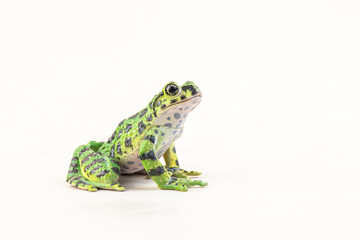 frog on isolated background