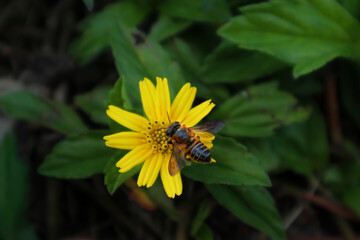 Bee Collecting Nectar on Bright Yellow Wildflower