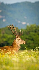 Majestic stag in meadow