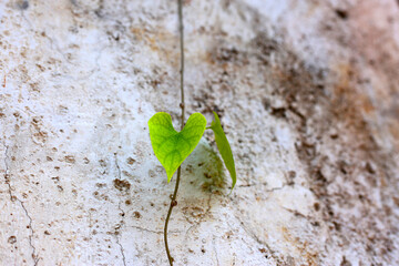 Green heart-shaped leaf growing on a wall.
