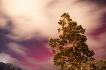 Southern Lights pink Aurora with clouds in front of big tree in Queenstown New Zealand