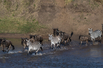 Zebras and Wildebeests crossing the river during the great migration 