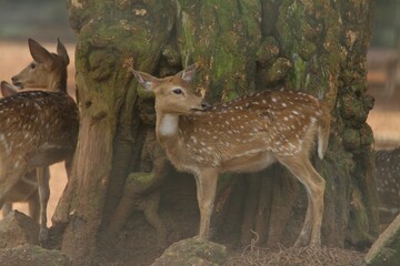 a little axis deer standing under a tree while looking back