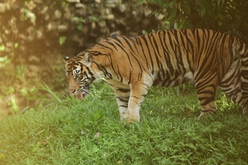 a Sumatran tiger was seen roaming the grass in the morning