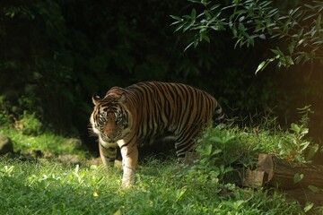 a Sumatran tiger was seen roaming the grass in the morning