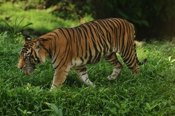 a Sumatran tiger was seen roaming the grass in the morning