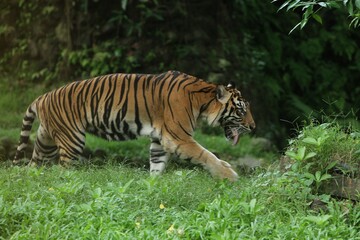 a Sumatran tiger was seen roaming the grass in the morning