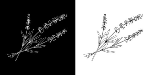Elegant lavender sprigs botanical line art design perfect for natural beauty and wellness branding © Ibnu Gazali