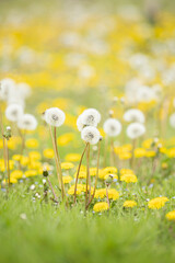 タンポポの綿毛と黄色いタンポポ