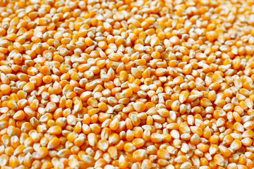 Yellow raw unpopped popcorn kernels