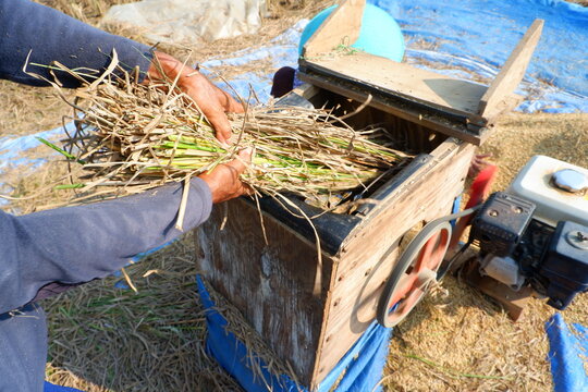 Farmers work together to harvest rice with traditional threshing machines in the rice fields