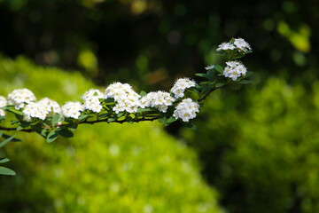 White blossoms of Spiraea cinerea Grefsheim blooming on arching branches.