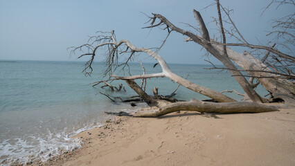Fallen dry tree at Isla de Enmedio, Veracruz, Mexico 