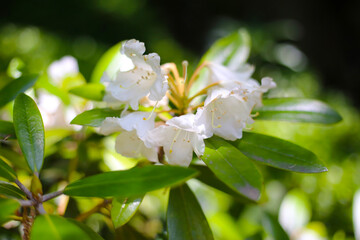 White rhododendron flowers blooming gracefully among glossy green leaves.