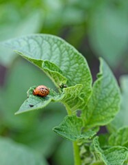 Potato leaf with beetle