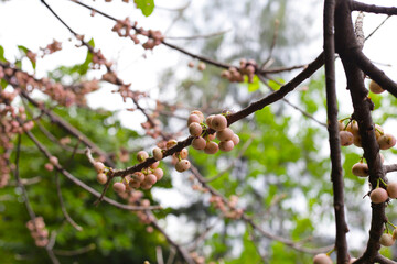 Wild fig fruits of Ficus subpisocarpa hanging from tree branch.