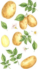 Potatoes and leaves, watercolor illustration