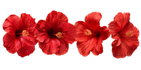Four Vibrant Red Hibiscus Flowers With Yellow Pistils Isolated on Transparent Background, PNG