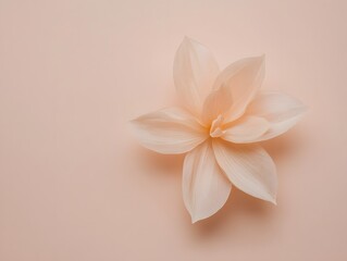 Fototapeta premium Pastel Peach Blossom Flower Minimalist Design Aesthetic Floral Image