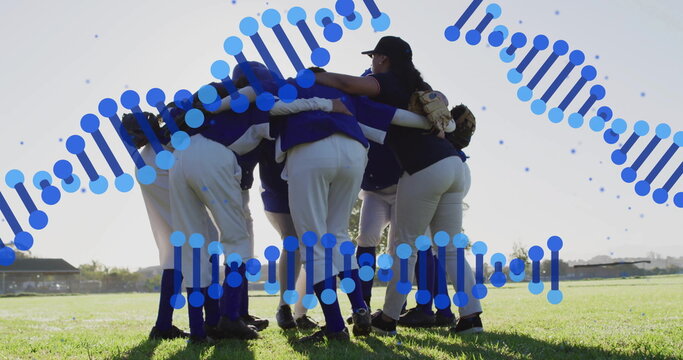Gathering women's softball team linking arms on grass field, with glove, digital DNA helix overlay - Powered by Adobe