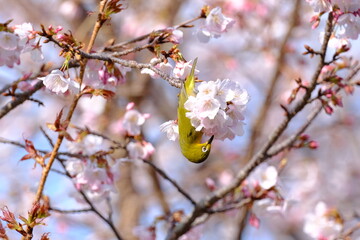 メジロとサクラ