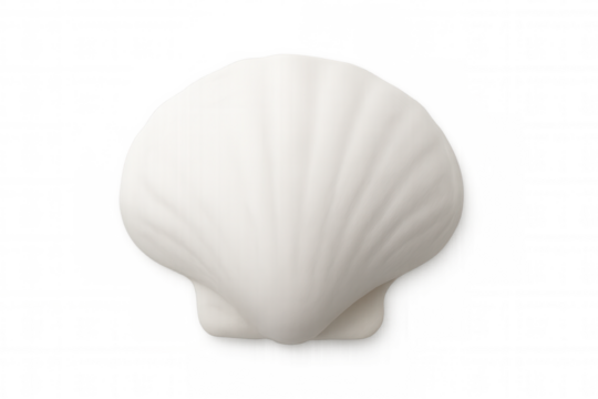 Studio shot of a white scallop shell on a transparent background, symbolizing purity, elegance, and coastal living