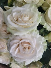 Rosas en el jardín 