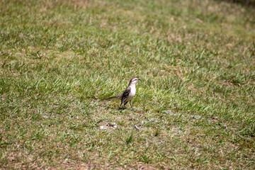 Pájaro solitario
