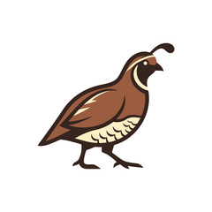 Stylized California quail bird vector illustration isolated on white.