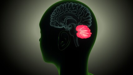 Human brain anatomy. 3d illustrations