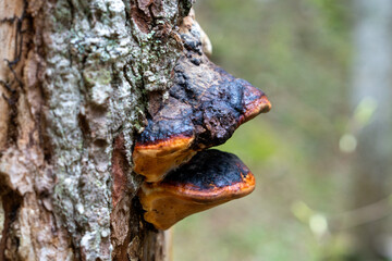 close-up of bracket fungi on a tree trunk. the earthy textures contrast with the vibrant forest background, reflecting natural decay and growth
