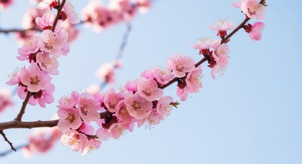 Ethereal Spring Bloom: A Diagonal Branch of Pink Apricot Flowers Against a Pale Sky