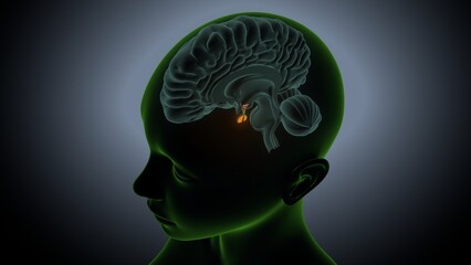 Human brain anatomy. 3d illustrations