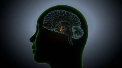 Human brain anatomy. 3d illustrations