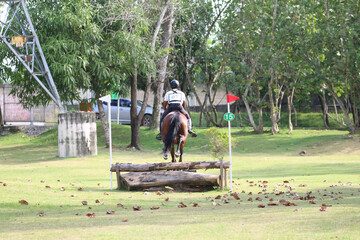 Competitive equestrian sports