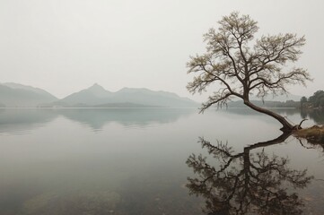 Obraz premium Solitary tree, lake reflection, misty mountains, serene landscape, calm