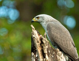 Fototapeta premium Grey raptor perched on a weathered tree stump