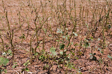 VEGETATION THAT IS KILLED BY THE ACTION OF THE TRACTOR SPRAYING PESTICIDES AND DEFOLIANTS 240-WG-GLYPHOSATE, KILLS WEEDS TO PREPARE THE SOIL FOR SOWING. .LUZIÂNIA – GO. Brazil
2019