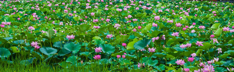ピンク色の蓮の花が一面に咲き誇るお城の堀