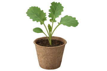 Young kohlrabi plant growing in peat pot with transparent background
