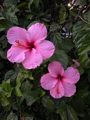 pink and white flower