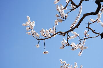 Apricot flowers bloom in spring