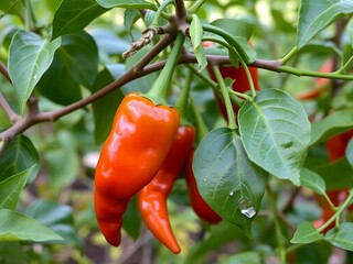 Vibrant Red Chili Peppers on a Tree