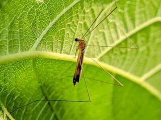 An insect similar to a mosquito perched under a leaf crane fly