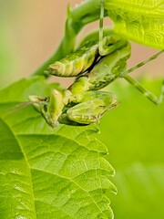 A baby praying mantis was caught on camera in the morning